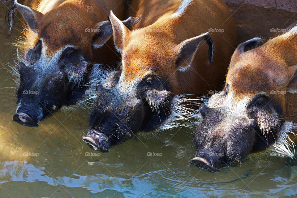 Three Red River Hogs enjoying the water at the El Paso Zoo