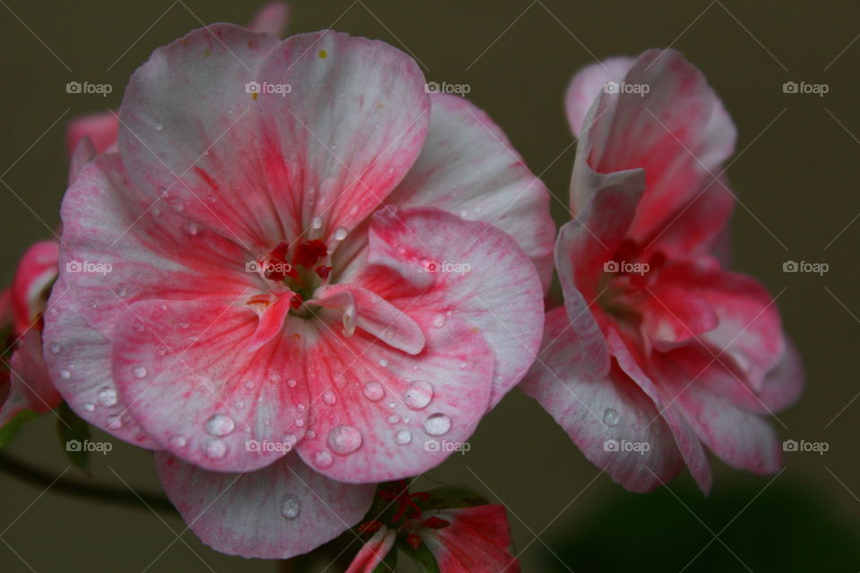 Water drops in geranium petals
