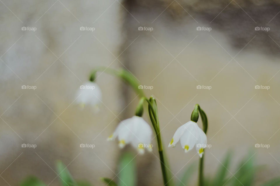 White flowers