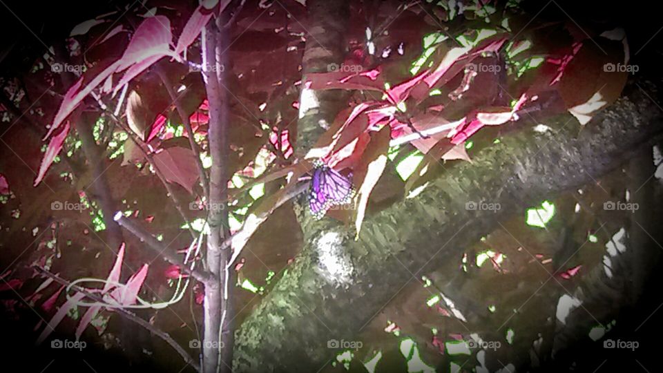 Butterfly in Purple