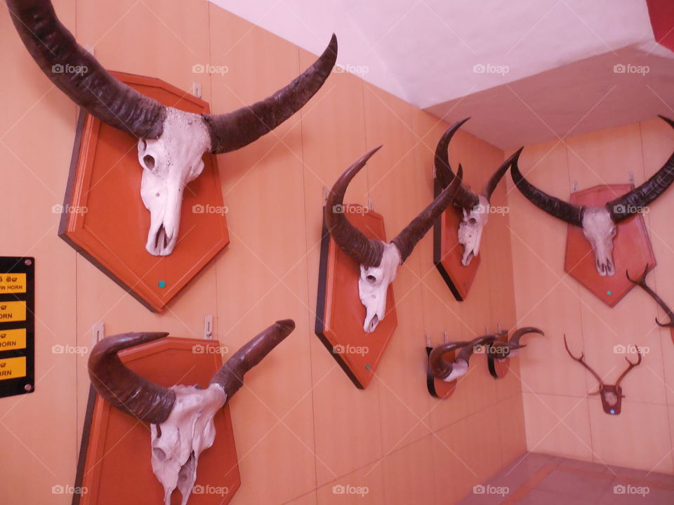 bull horn on wall