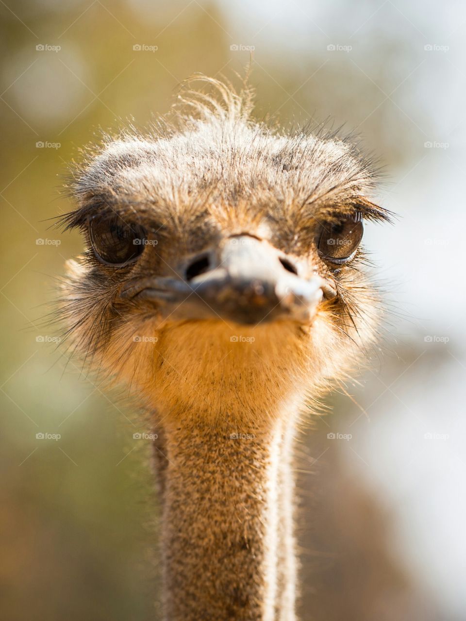 'The ostrich look and a bad hair day'. Close up image of ostrich eyes and face showing all the hair in different directions!