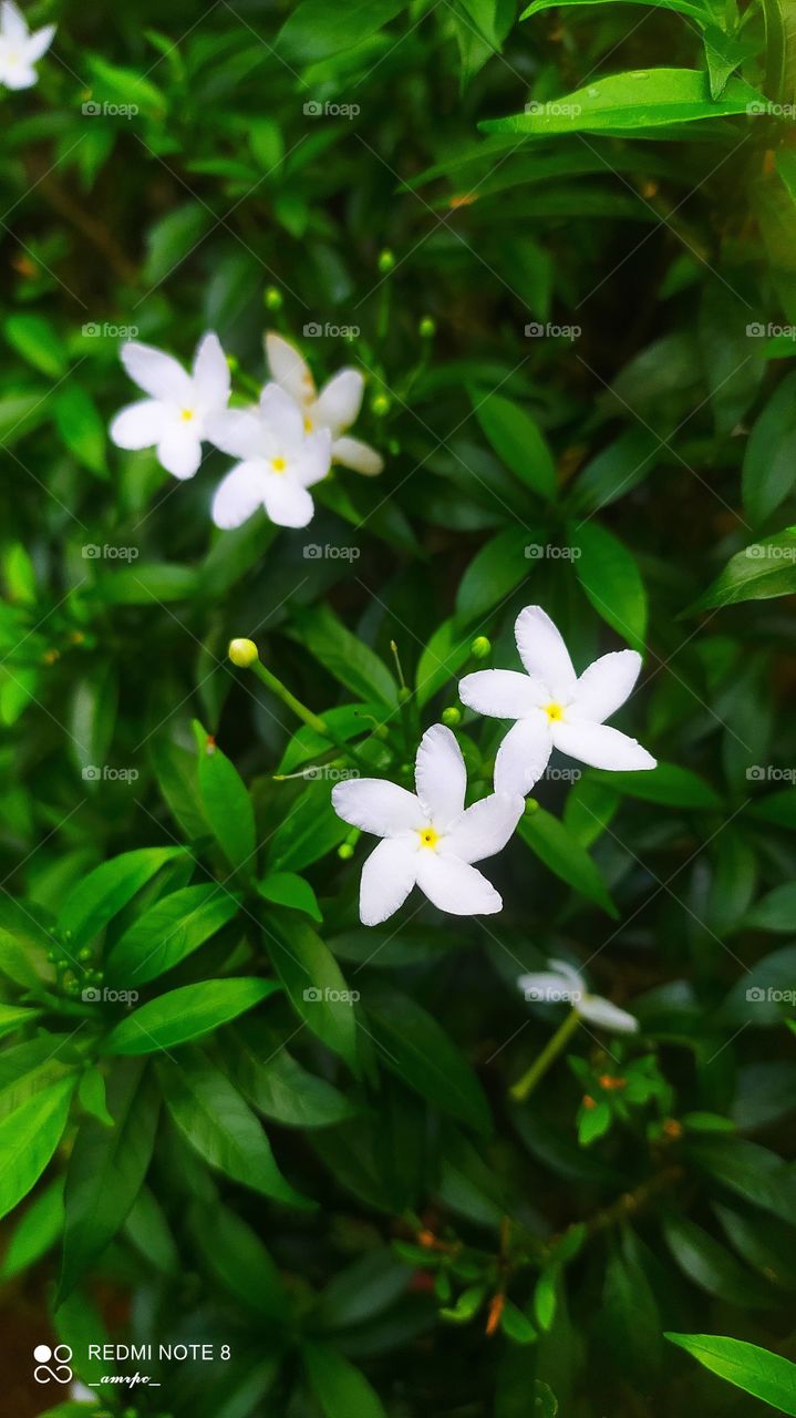 Just a regional flower which brightens up my whole locality with it's presence. Aren't they cute and lovely?