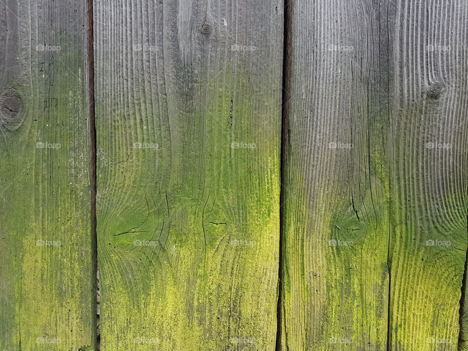 Wood alge texture