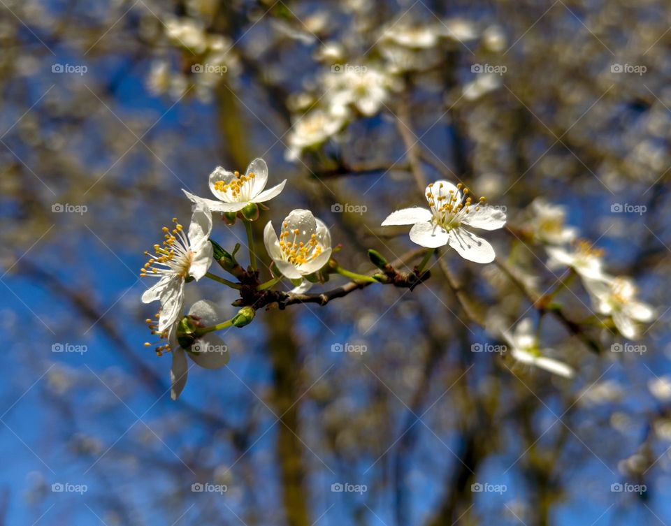 Blooming apple tree with white blossoms in the branches on a spring day.