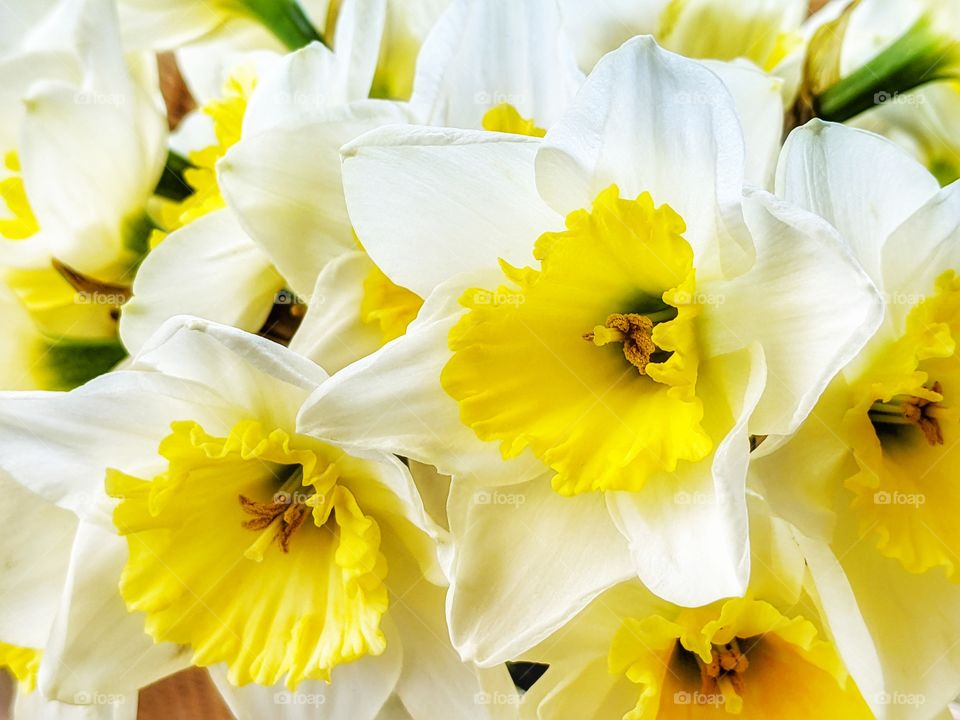 Daffodil flowers in white & yellow petals in bloom during springtime.