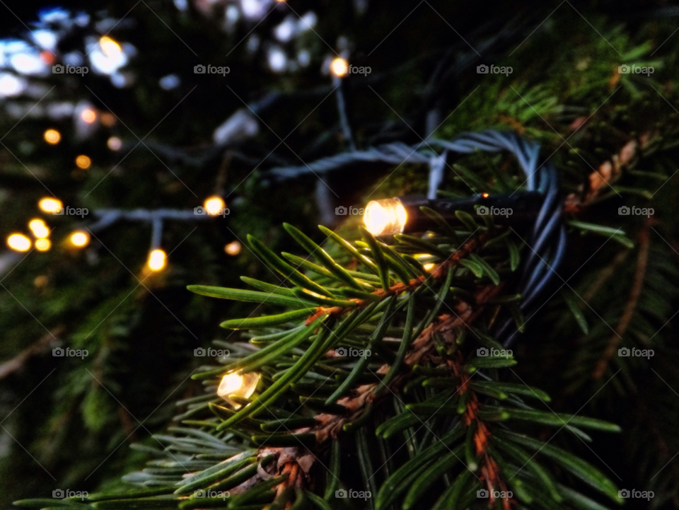 tree christmas lights branches by gregmanchester