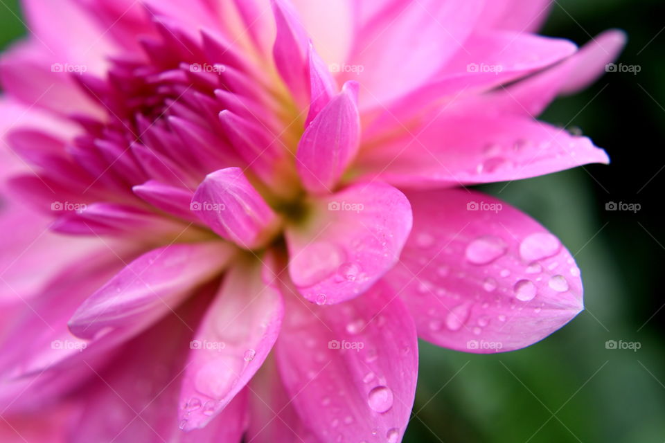 Beautiful intensive pink flower