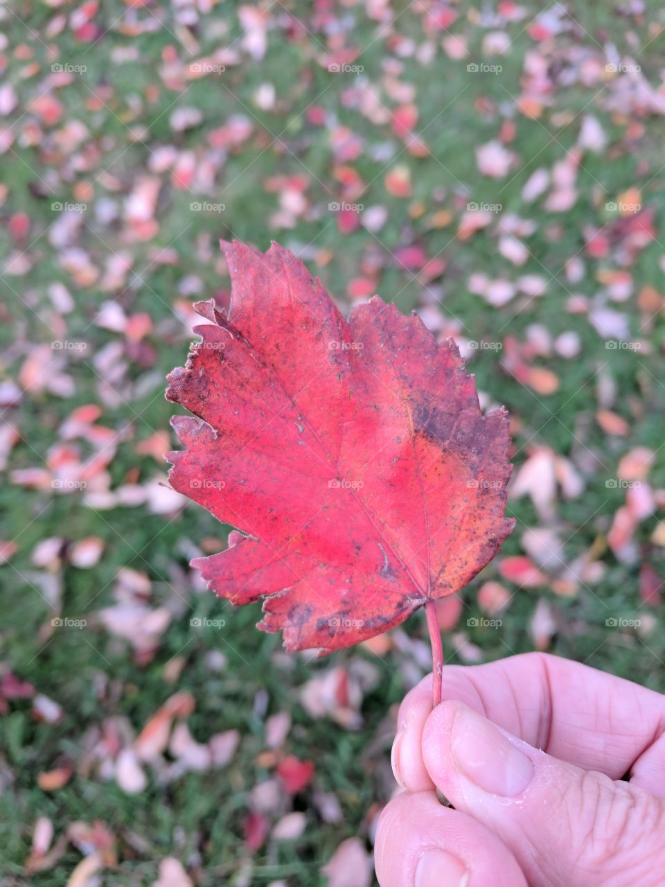 red fall leaf