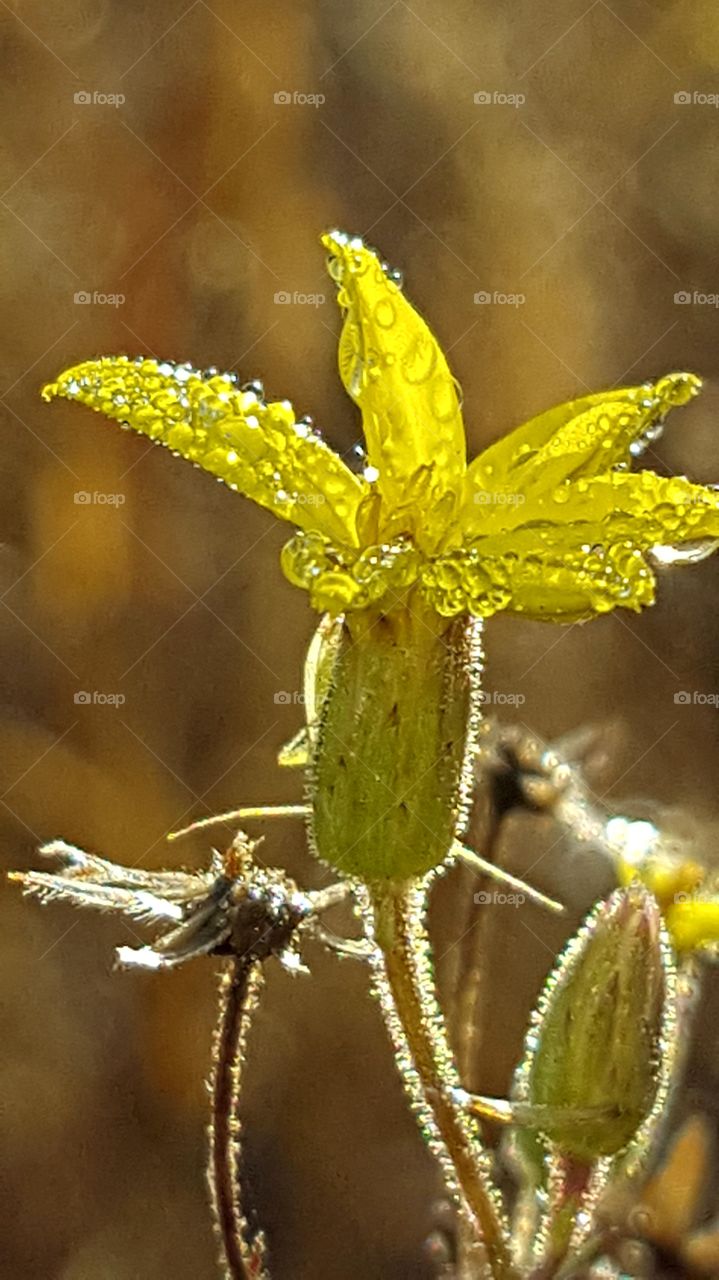 No Person, Nature, Flower, Flora, Leaf