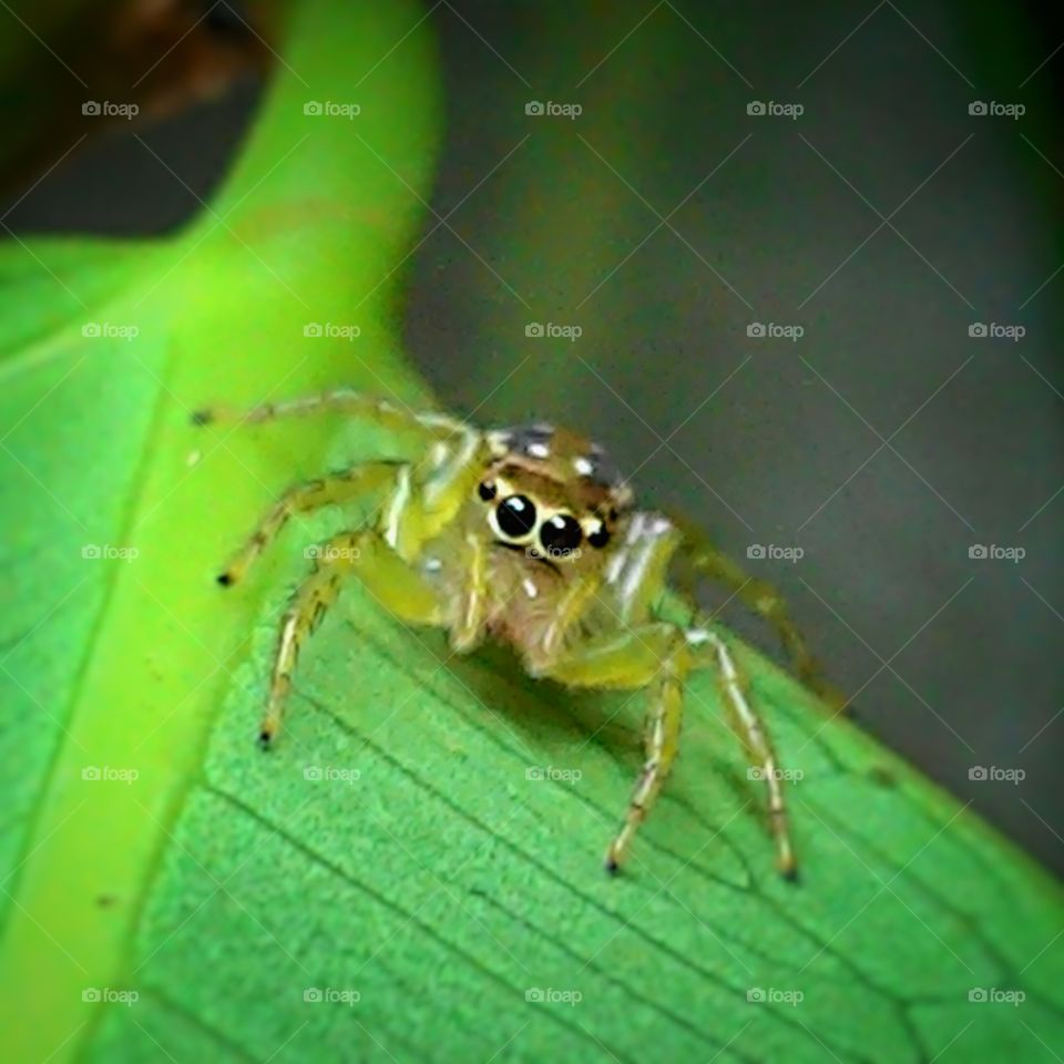 laba-laba kecil yang biasa lompat dan bersembunyi di dedaunan.
foto ini diambil menggunakan kamera hp asus zenfone5.