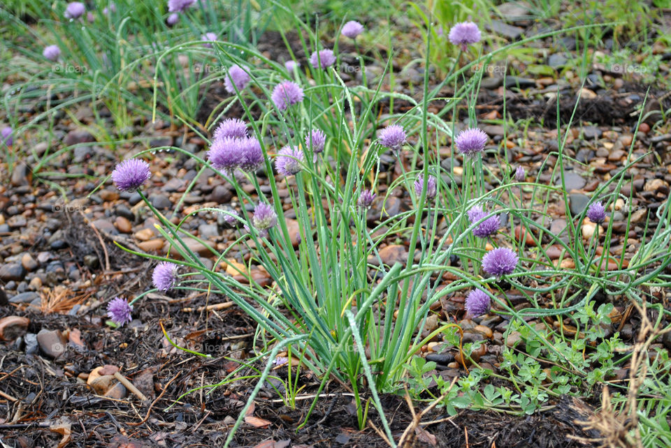 Wild onions growing on the banks of the Yenisei river Russia