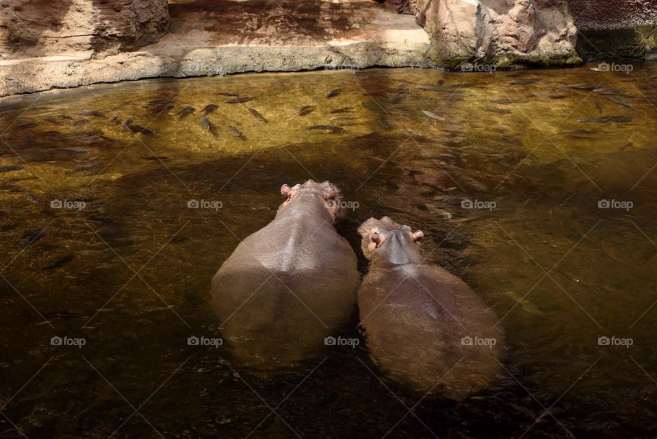 Hippos sit side by side in the water and watch the swimming fish.
