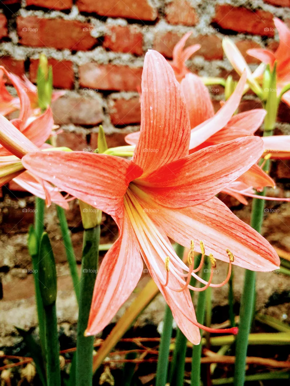 Lily