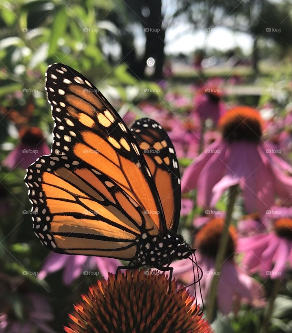 Beautiful closeup of a monarch butterfly in a flower garden