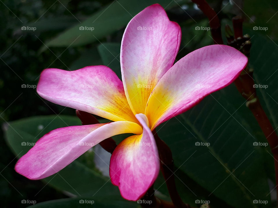 Close up of Frangipani flower