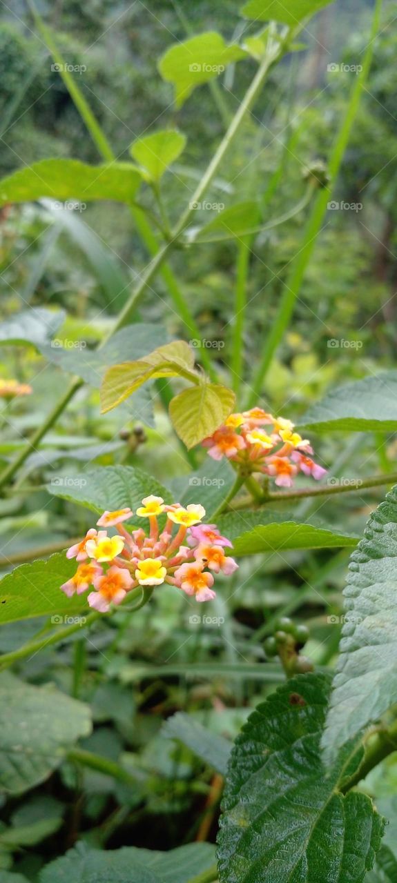 naturelove, beautiful flowers, colourful, lovely