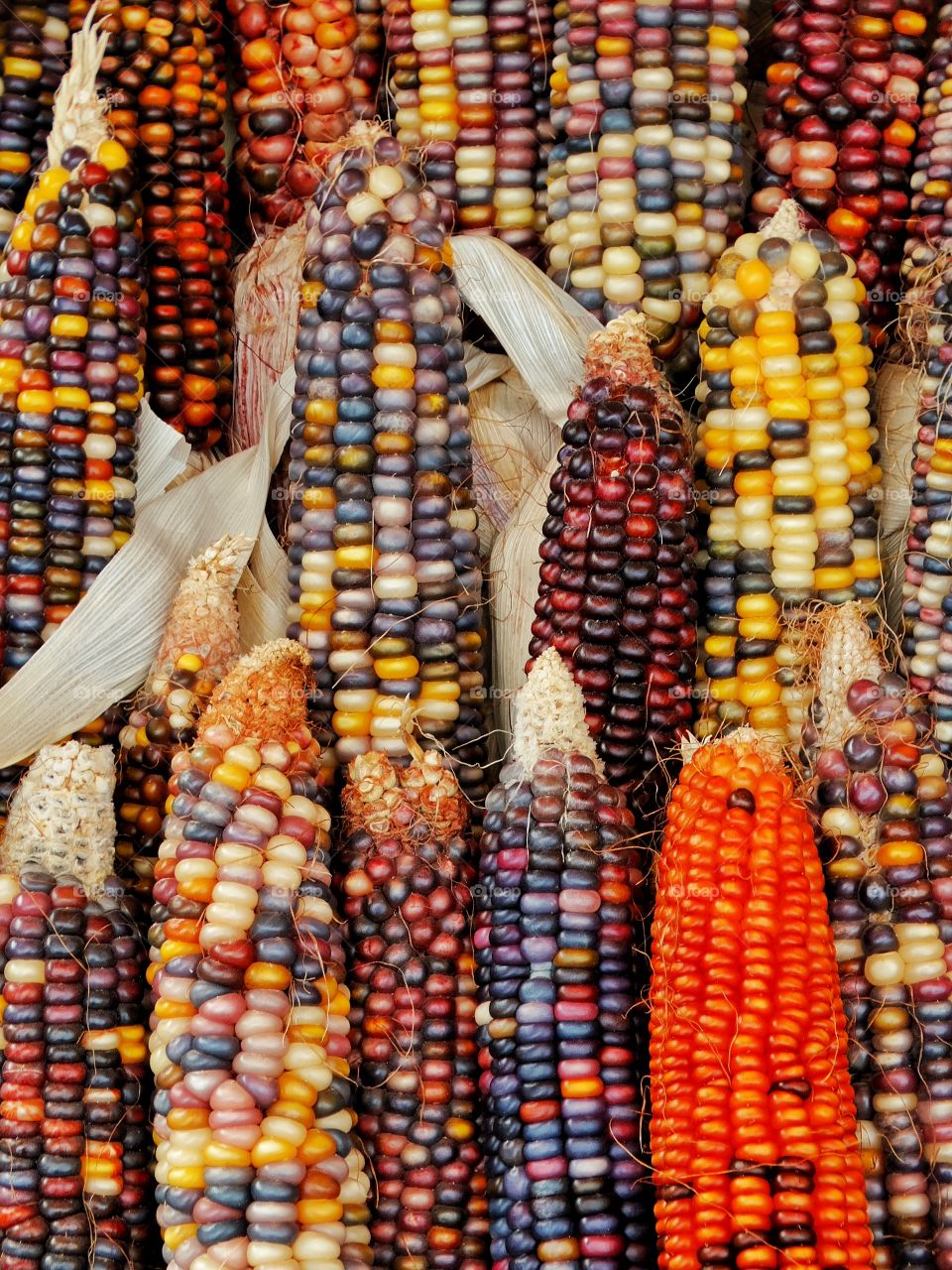 Full frame of a colorful corn