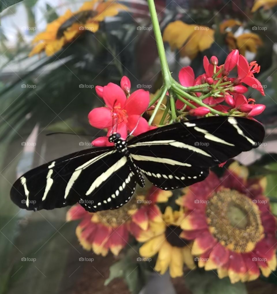 Colors of a feather flock together