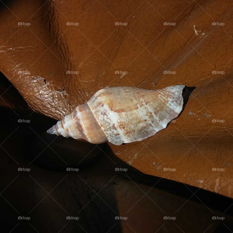 Shell on Leather