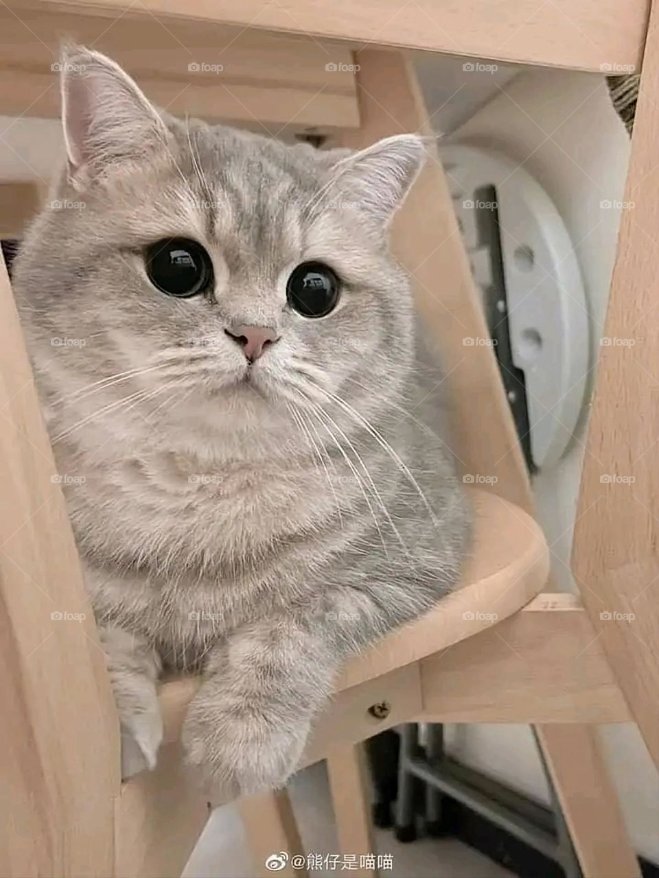 A very beautiful picture, and there is no better picture than it. There is no better picture of green herbs and colorful, red and white roses than it. Glory be to God, the natural and picturesque view, and there is no more