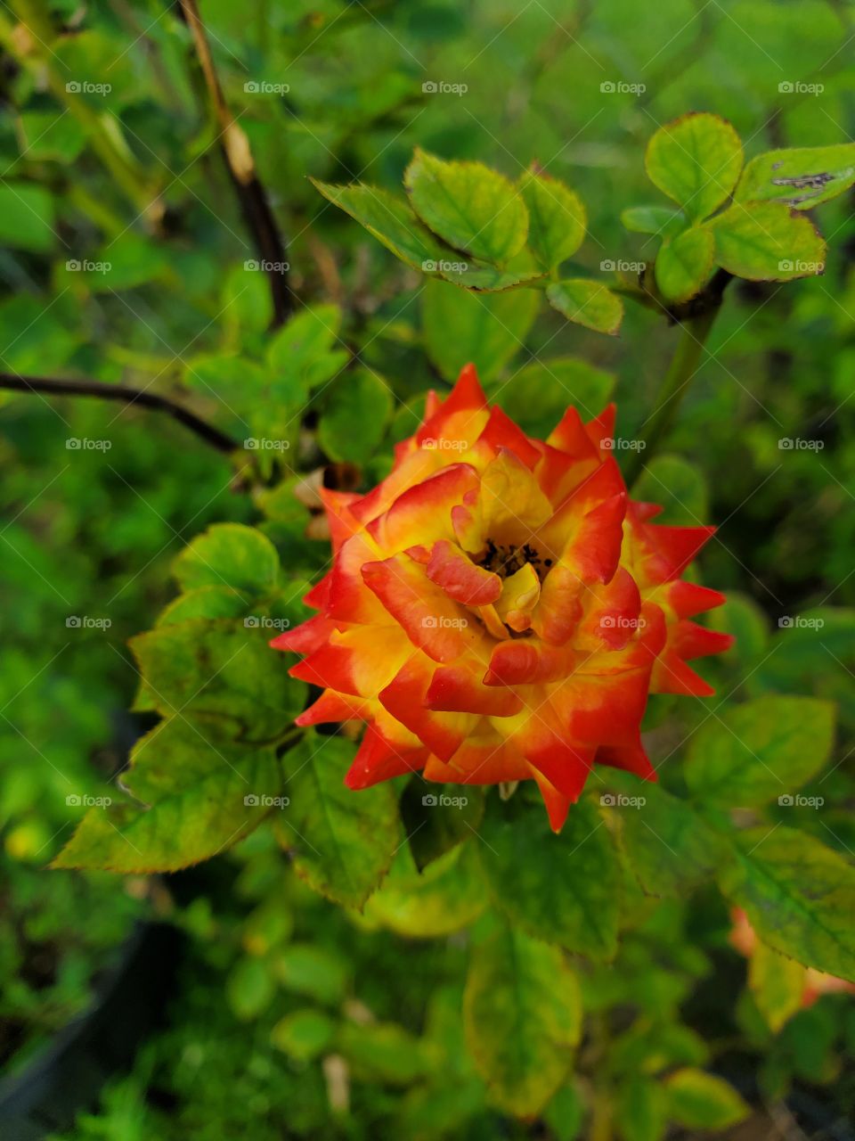 exotic multicolor rose