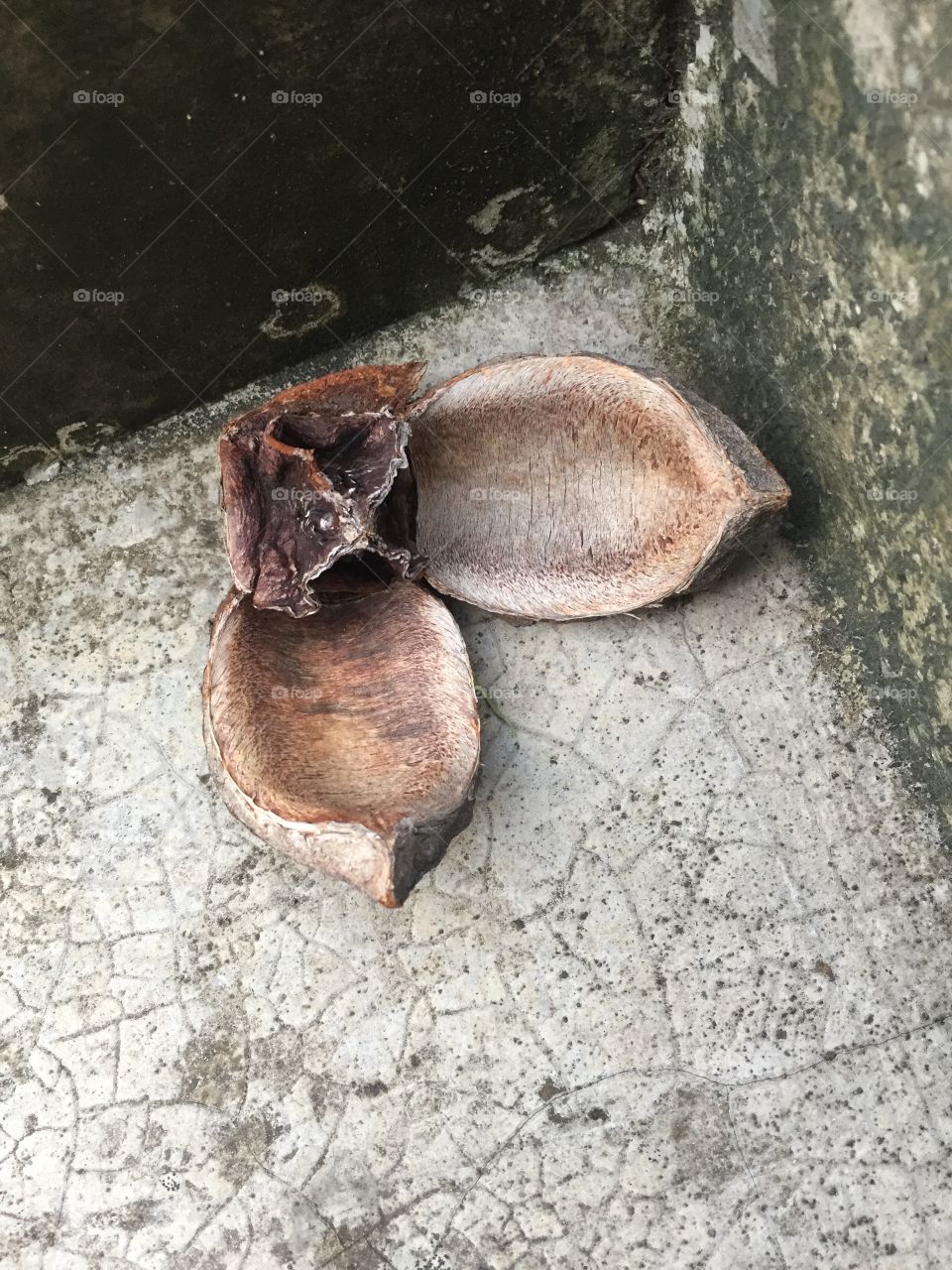 Seed that disperses with explosive force