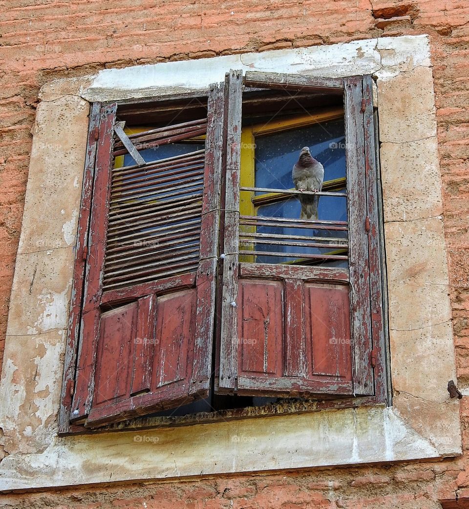 Dove in a window