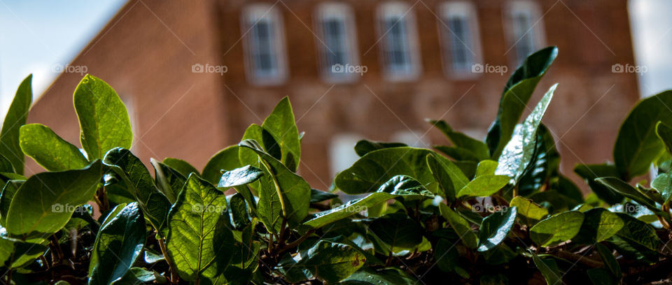 Shallow depth of field leaves with brick building in the back