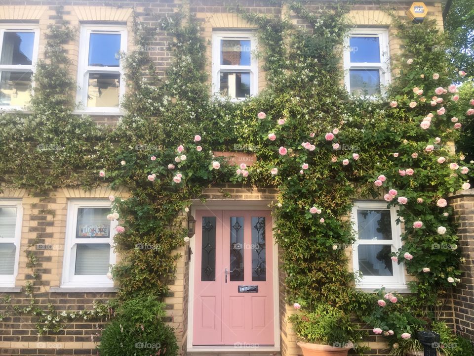 Front of residential property in Vale of Health, Hampstead, London, with climbing plants and flowers 