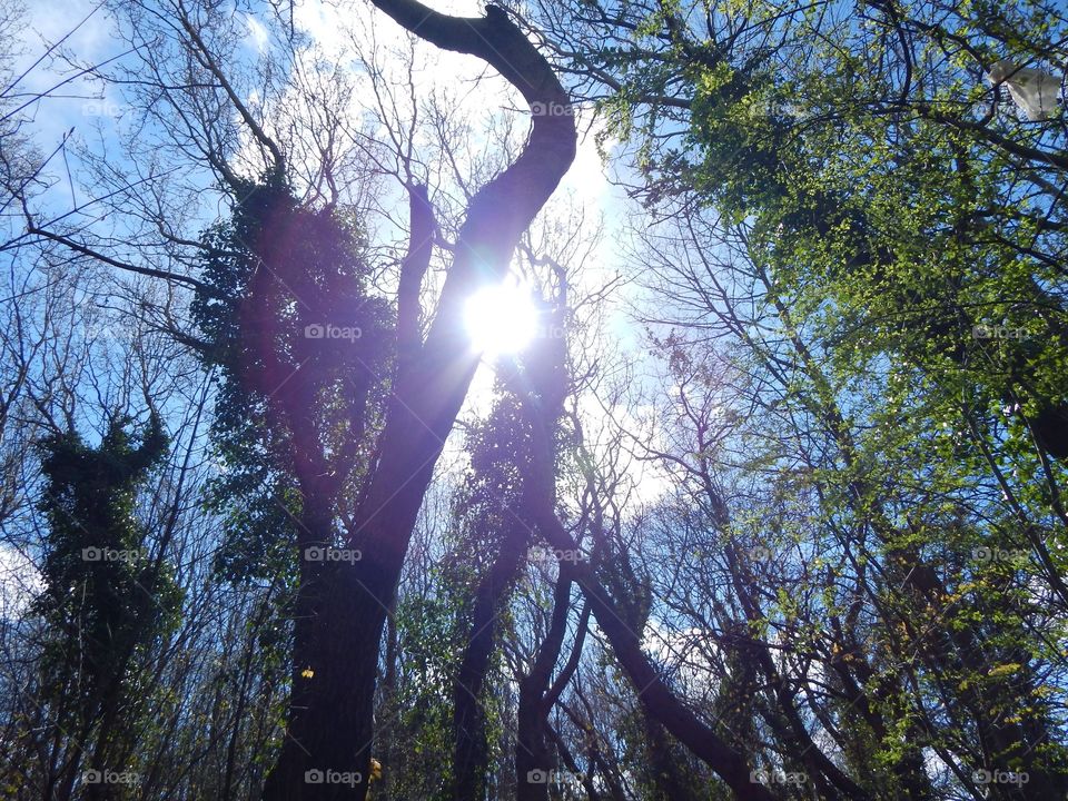 See The Light Through The Trees