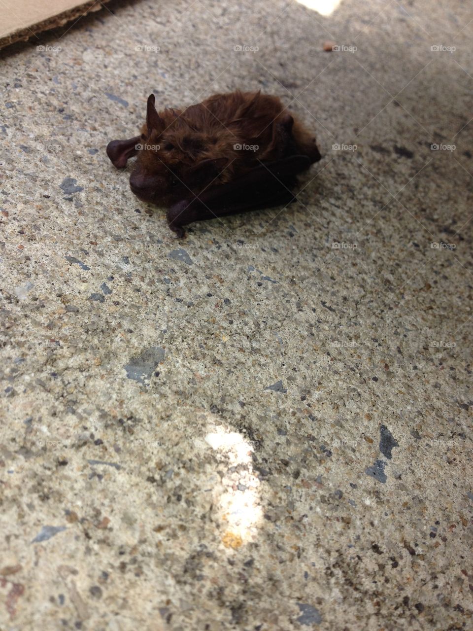Poor lil bat was hurt and I saved him.