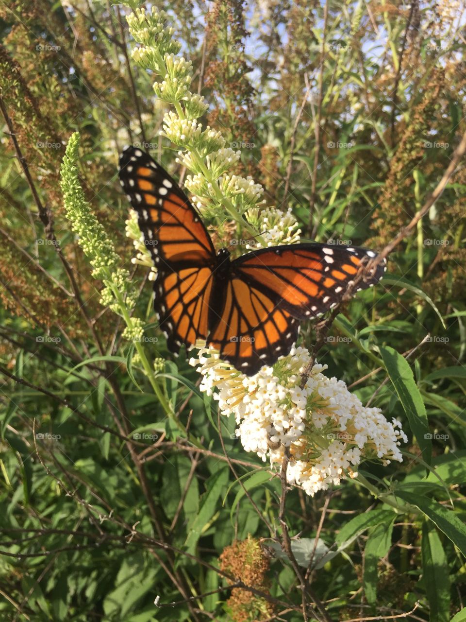  Monarch butterfly on a butterfly bush