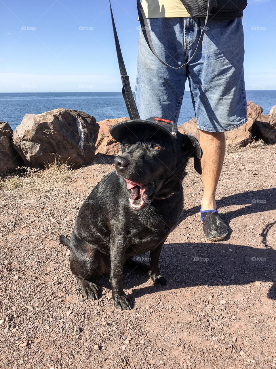 Dog on leash with owner and wearing a black leather hat visor to protect against sun