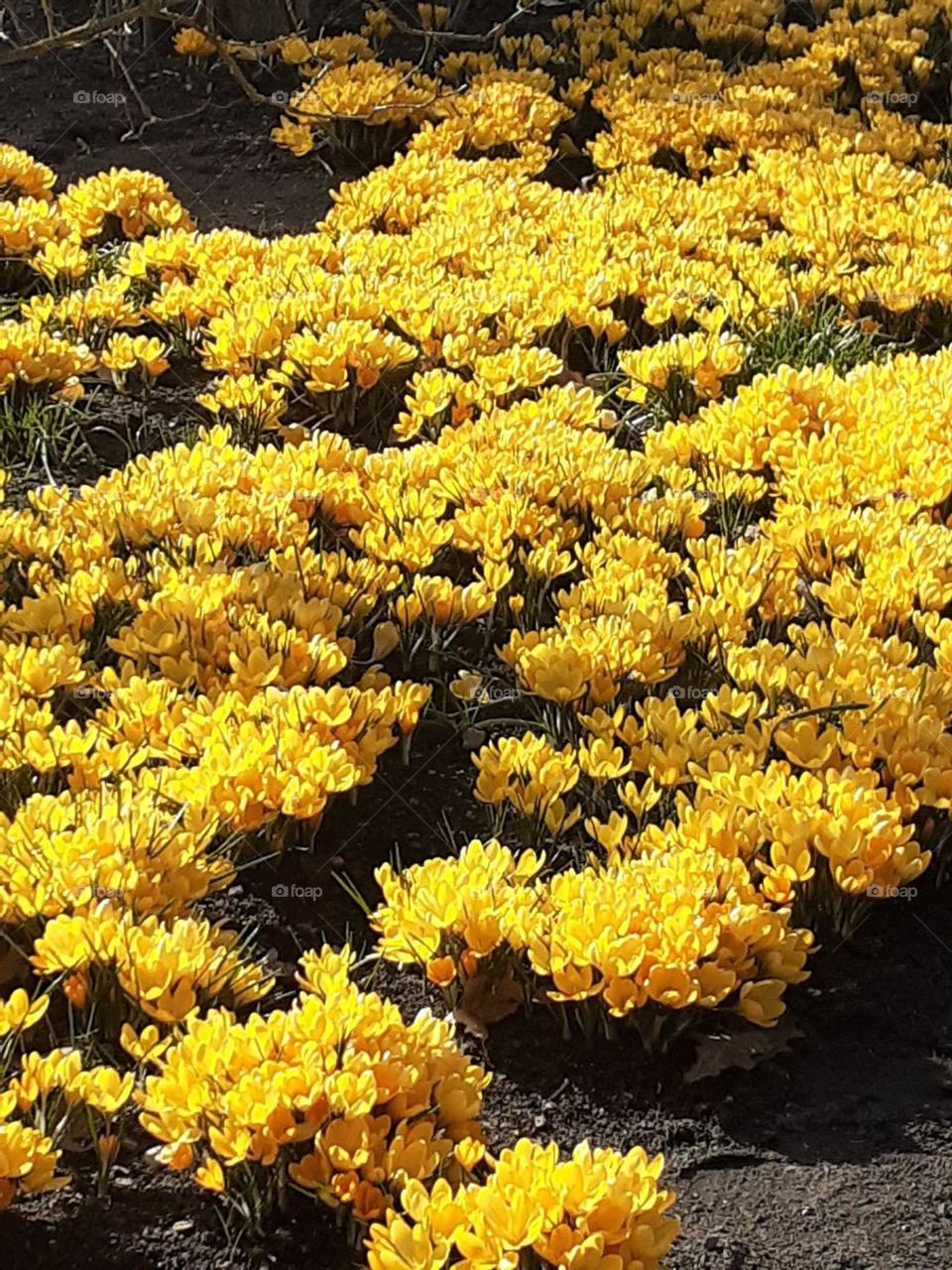 Spring... Yellow flowers