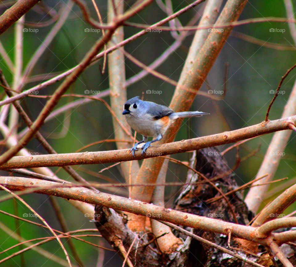 Bird perching on branch