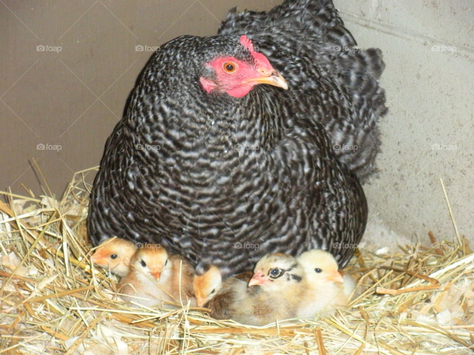 Mother hen " Betty " & chicks