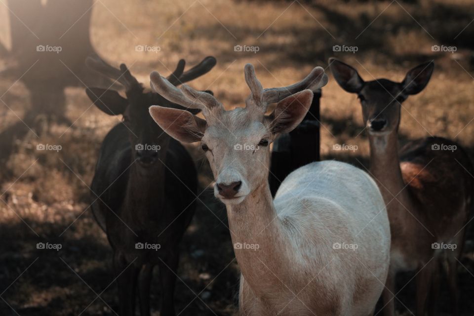 Trio of teen deer in shade