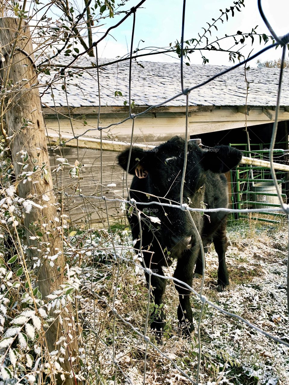A shy heifer peers through a wire cattle enclosure in front of a cattle / loafing shed on a frosty autumn morning
