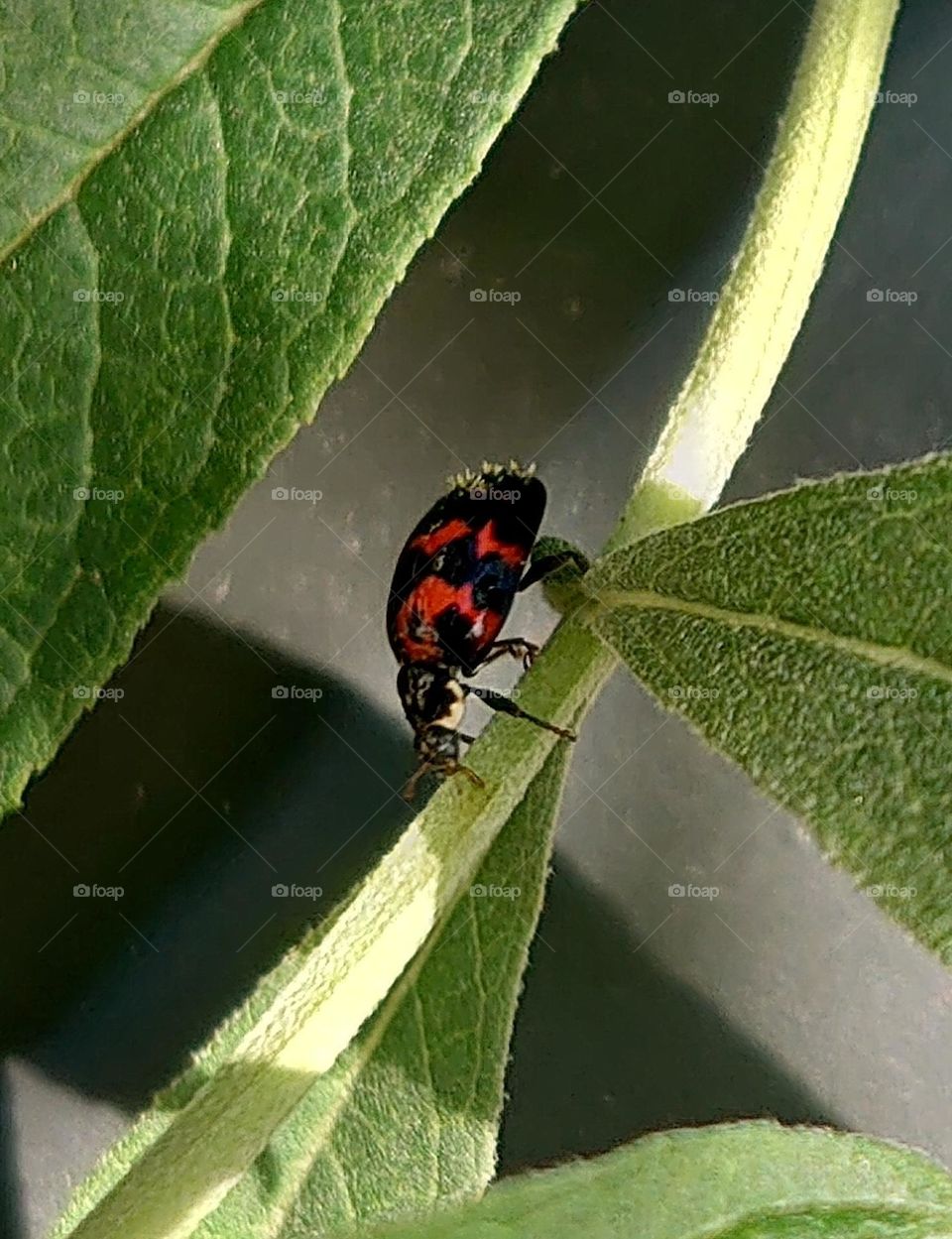 Ladybug in backyard