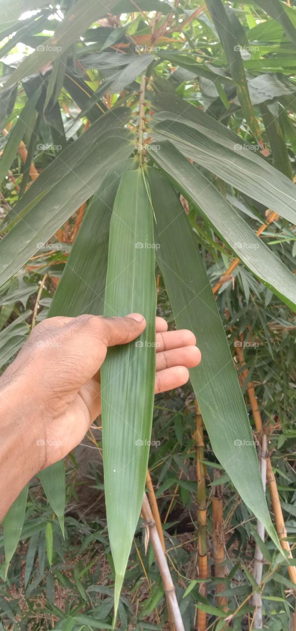 bamboo plant leaves 🍁