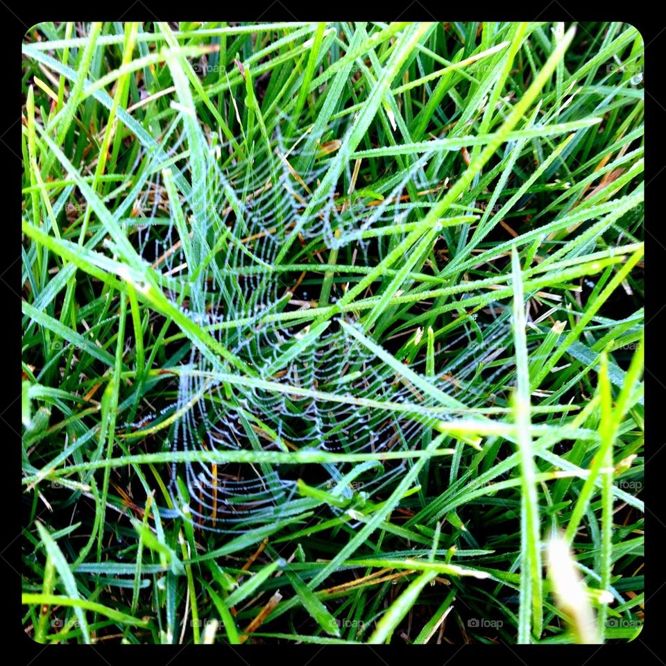 Spider web in the grass with morning dew.