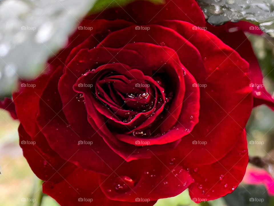 Red flower