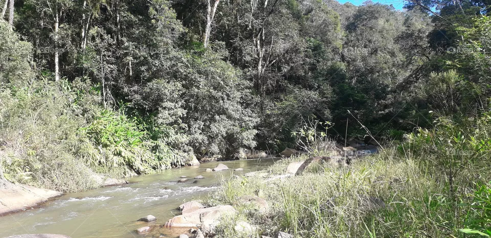 forest by the river