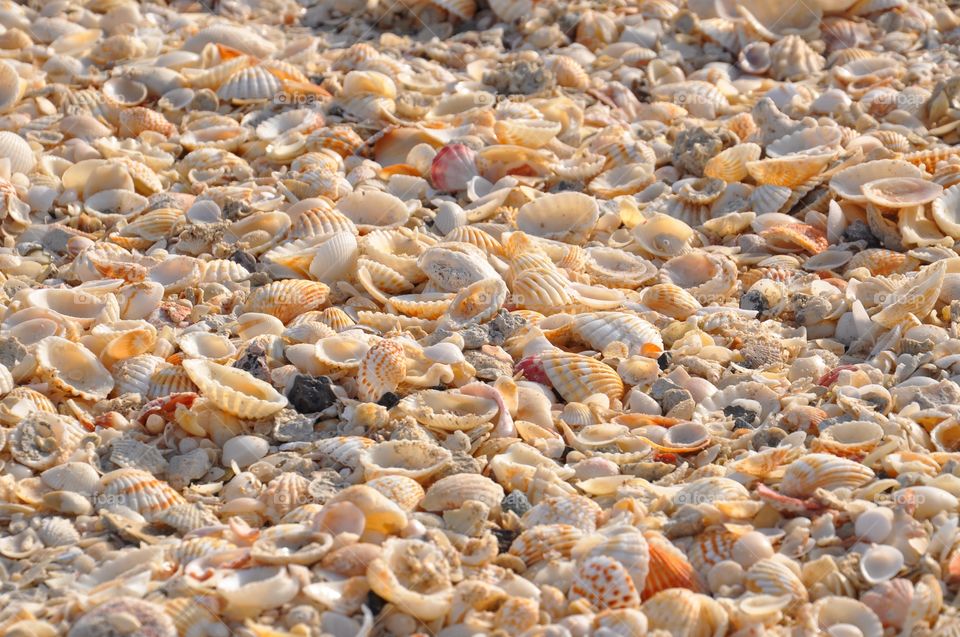 Seashells on beach