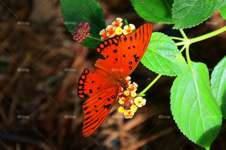 Beautiful butterfly 