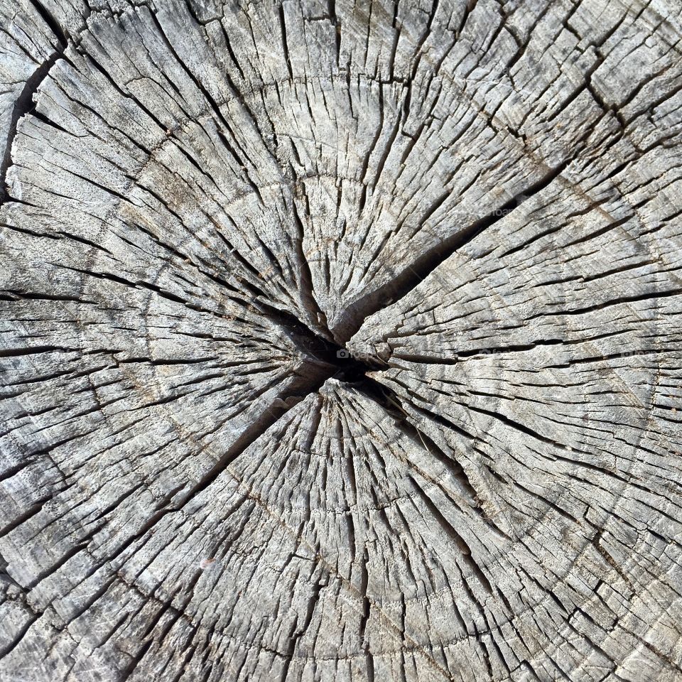 Wood texture 