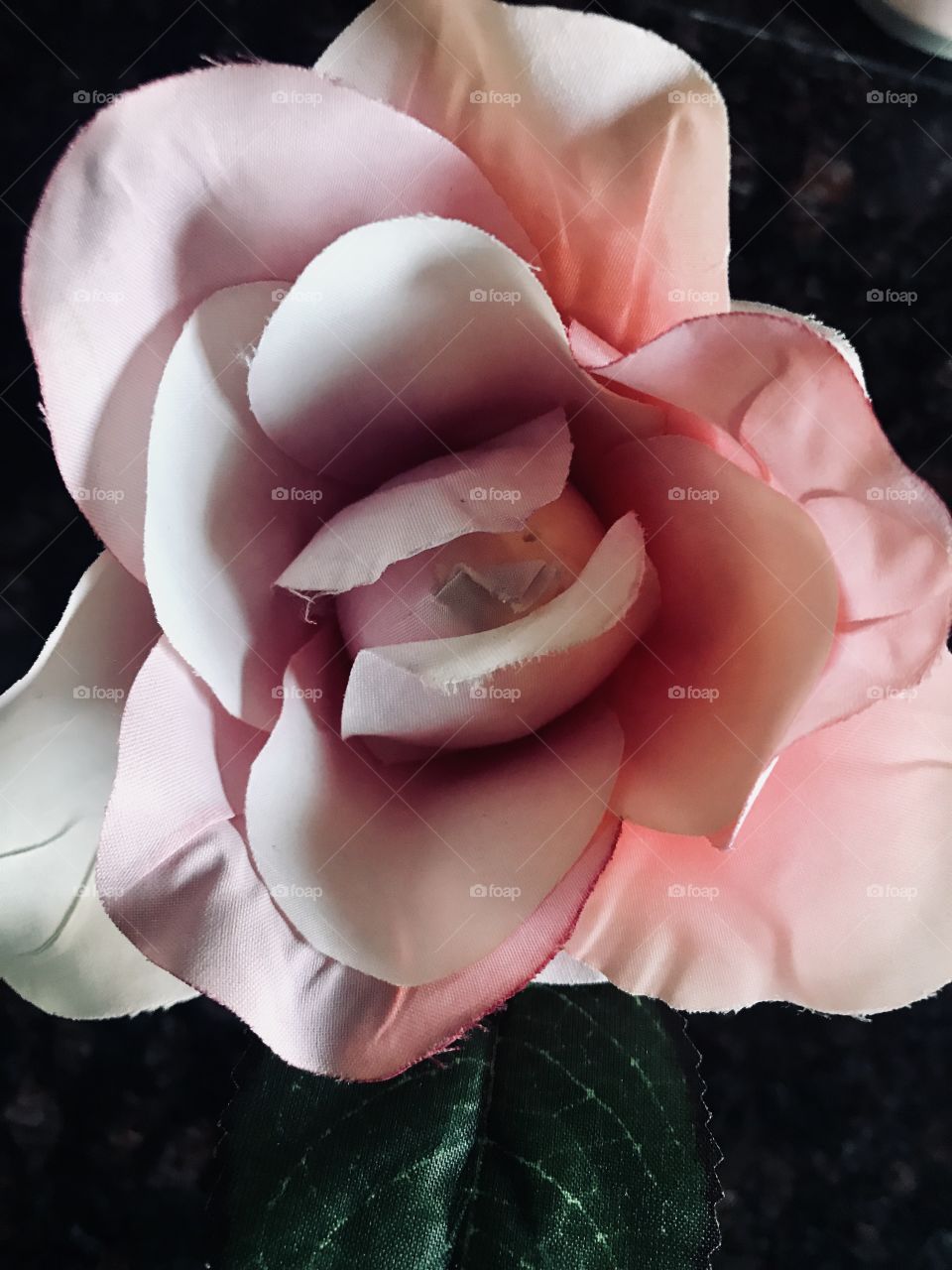 A beautiful pink and white rose with green panels on display in the home he was this decoration. USA, America