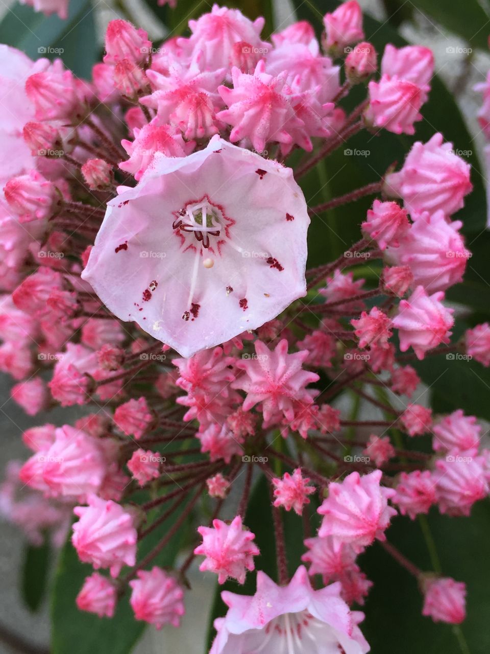 Pink mountain laurel