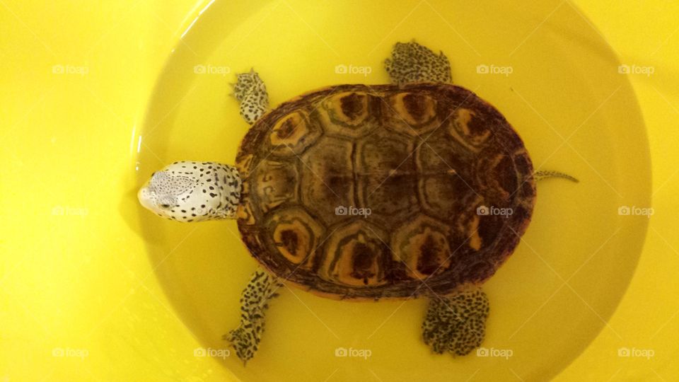 Diamondback Terrapin  Waiting for Her Tank to be Cleaned